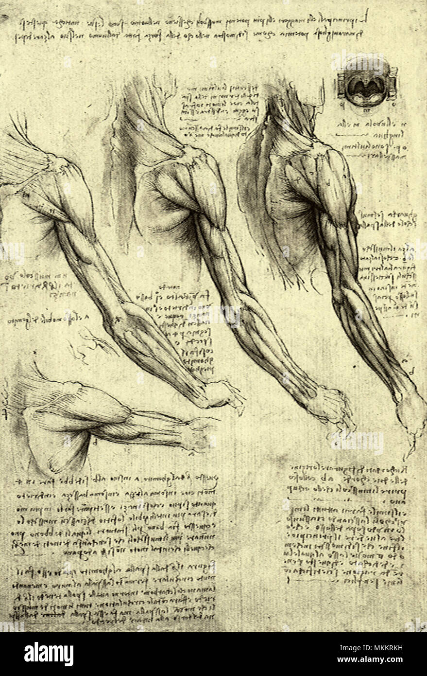 Studies of Human Arm Stock Photo