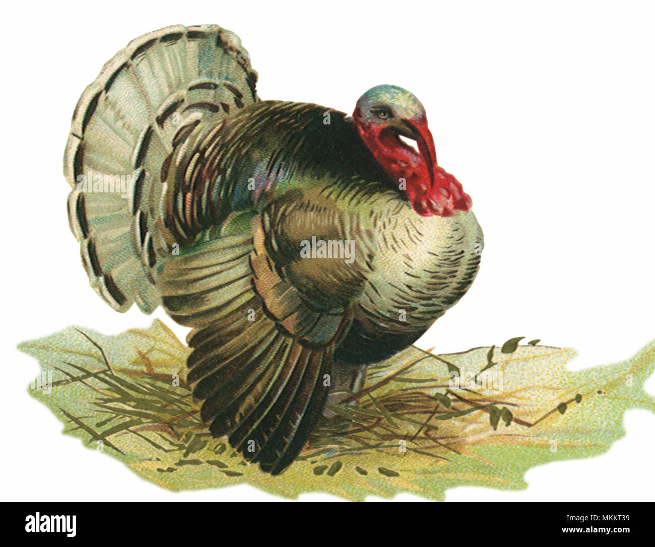 Feathered turkey hi-res stock photography and images - Alamy