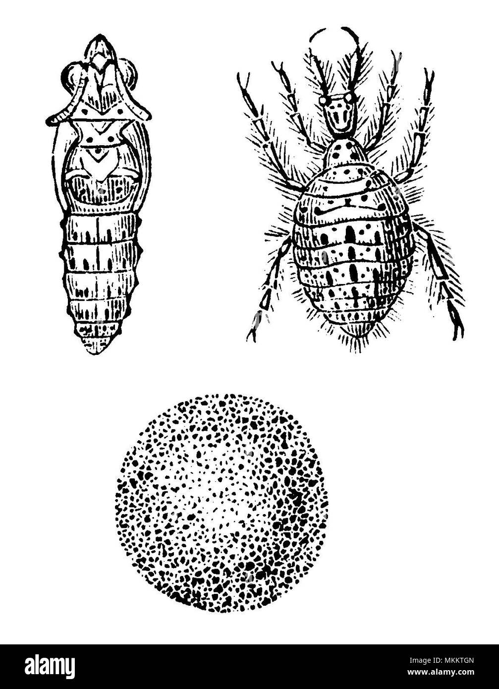 Antlion <Myrmeleon formicarius> larva, cocoon,  pupa, Stock Photo