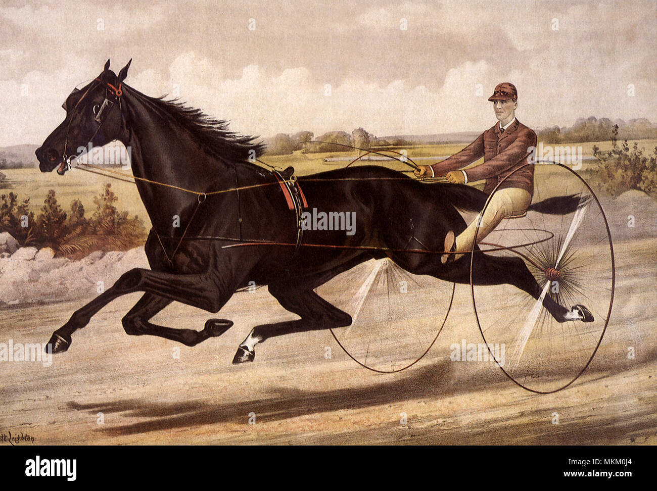 Black Carriage Horse Stock Photo