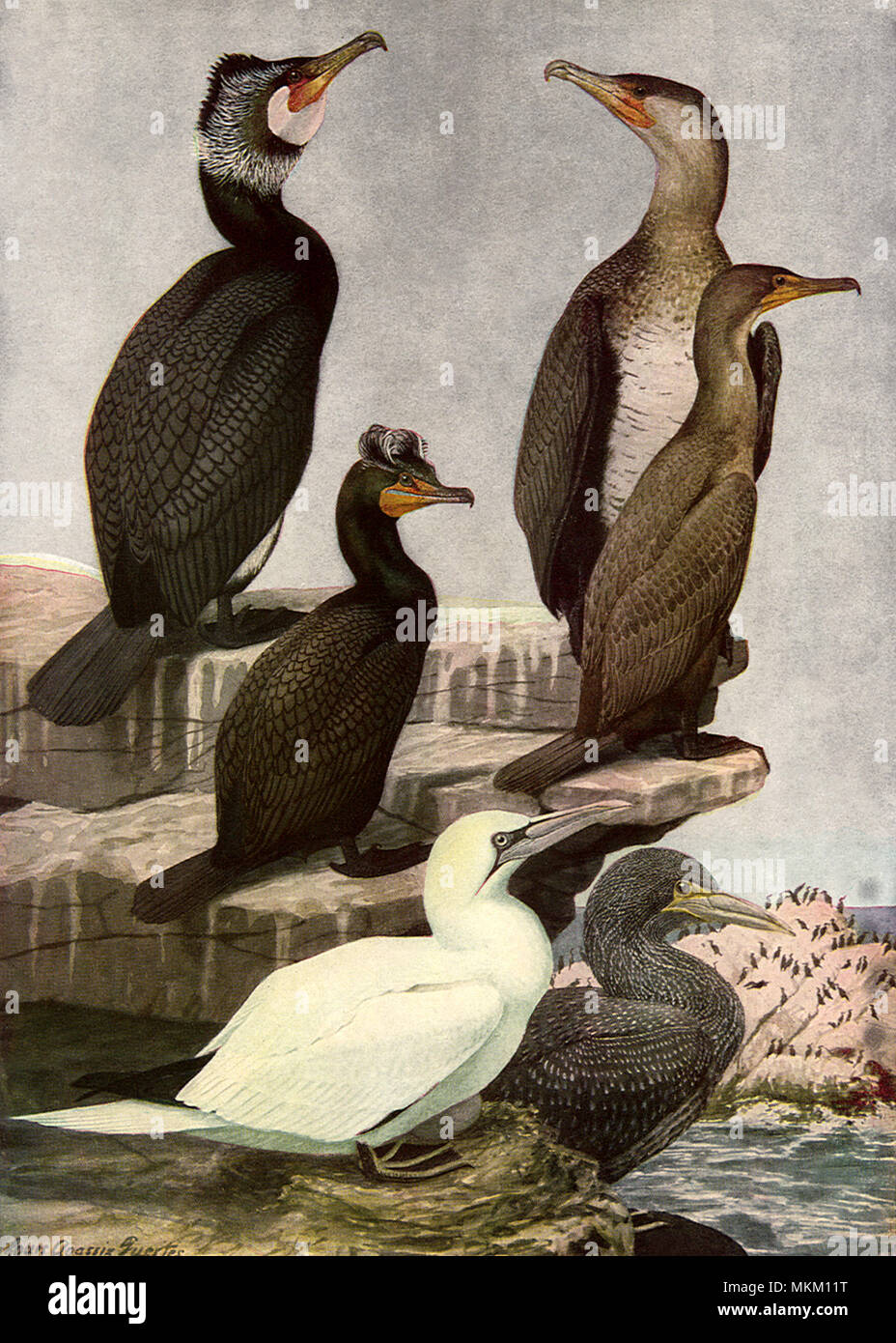 Perched Sea Birds Stock Photo