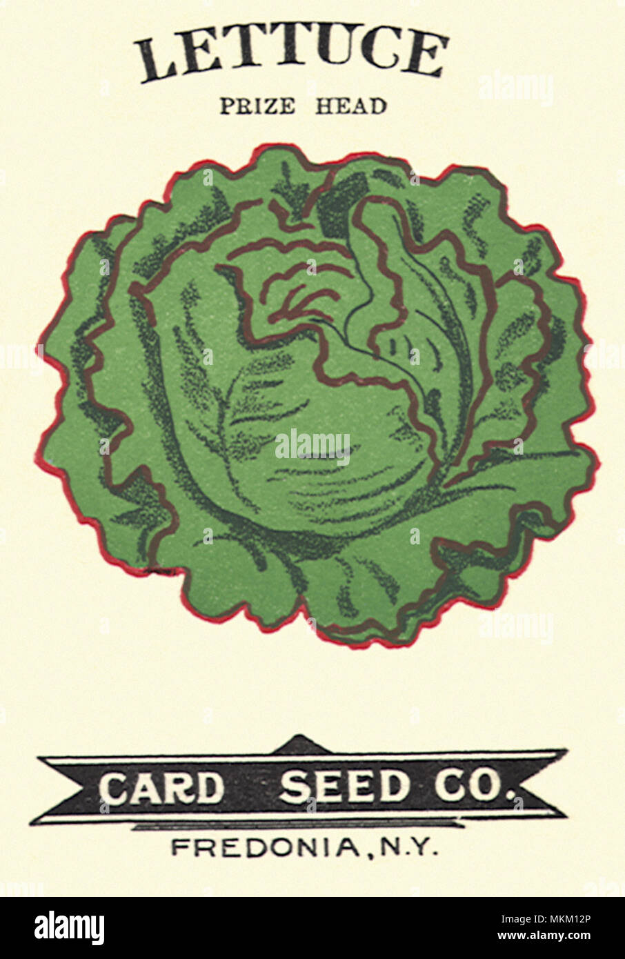 Lettuce Seed Packet Stock Photo Alamy