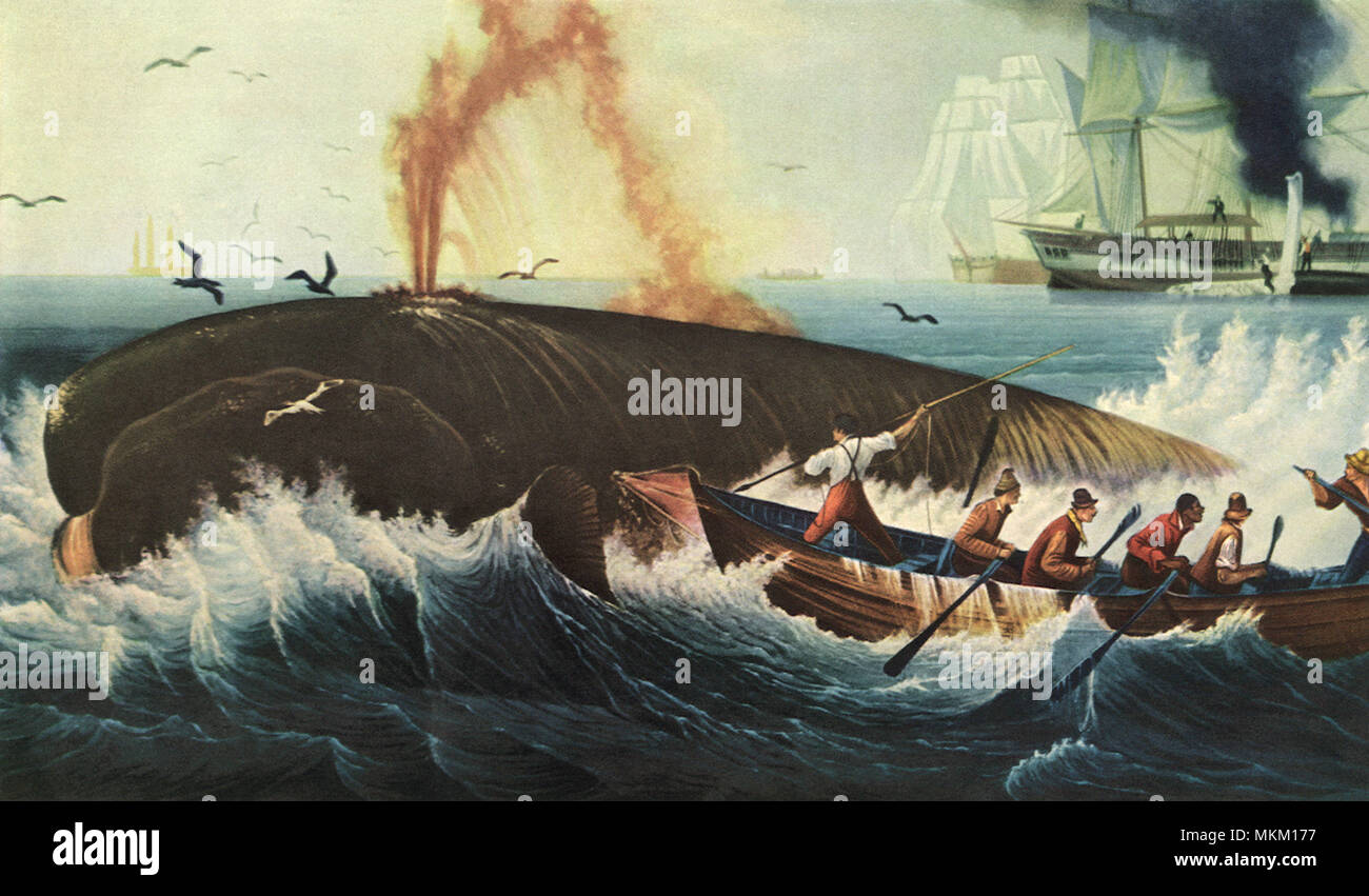 Right Whale Hunting Stock Photo Alamy