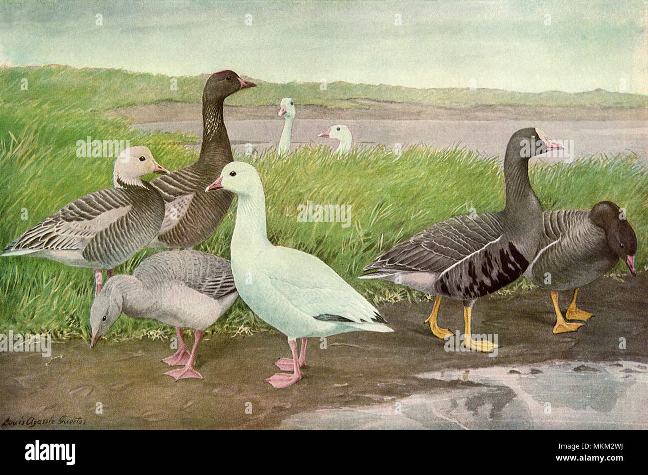 Types of geese hi-res stock photography and images - Alamy