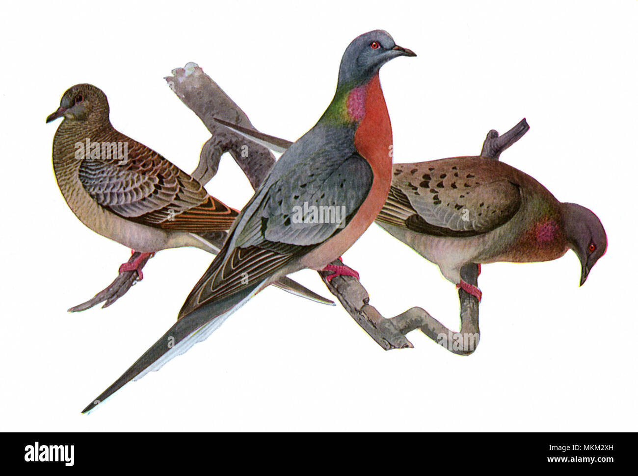 Female passenger pigeon hi-res stock photography and images - Alamy