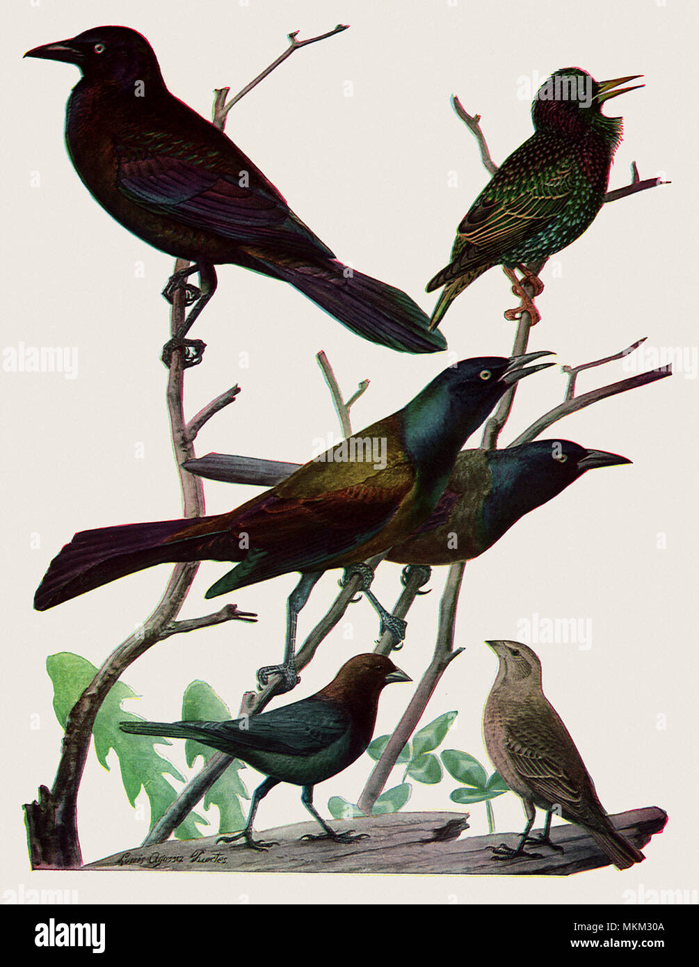 Iridescent Birds Stock Photo