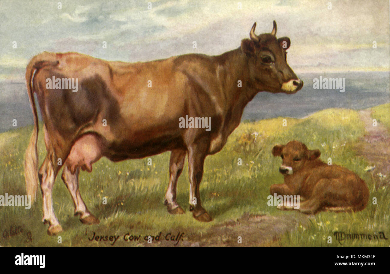 Jersey cow illustration hi-res stock photography and images - Alamy