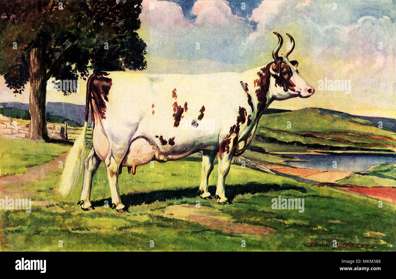 Ayrshire Cow Stock Photo