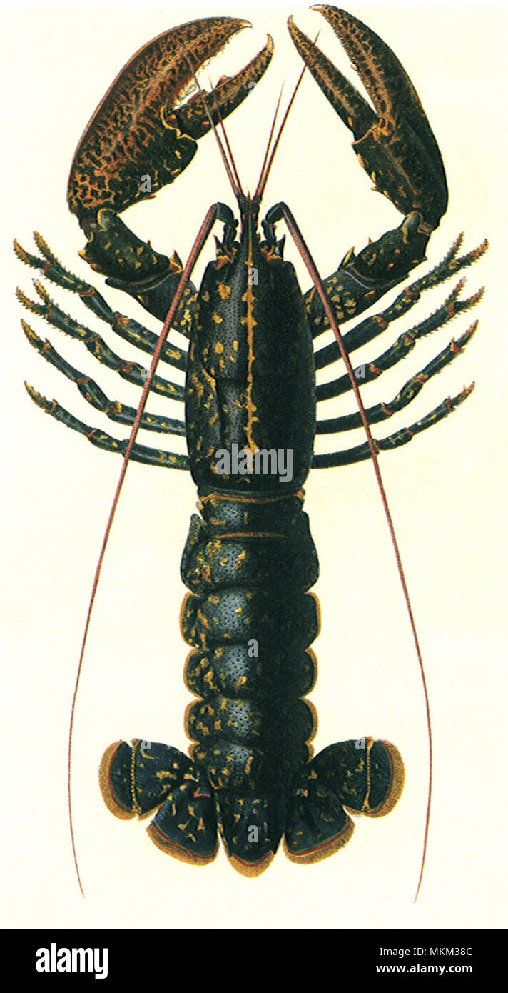 Lobster depiction hi-res stock photography and images - Alamy
