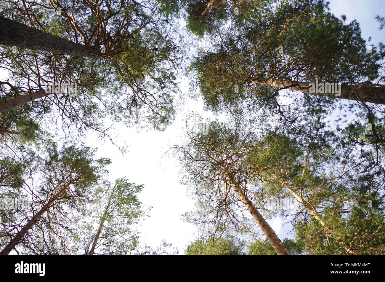 Trees in a forest reaching for the sky Stock Photo - Alamy