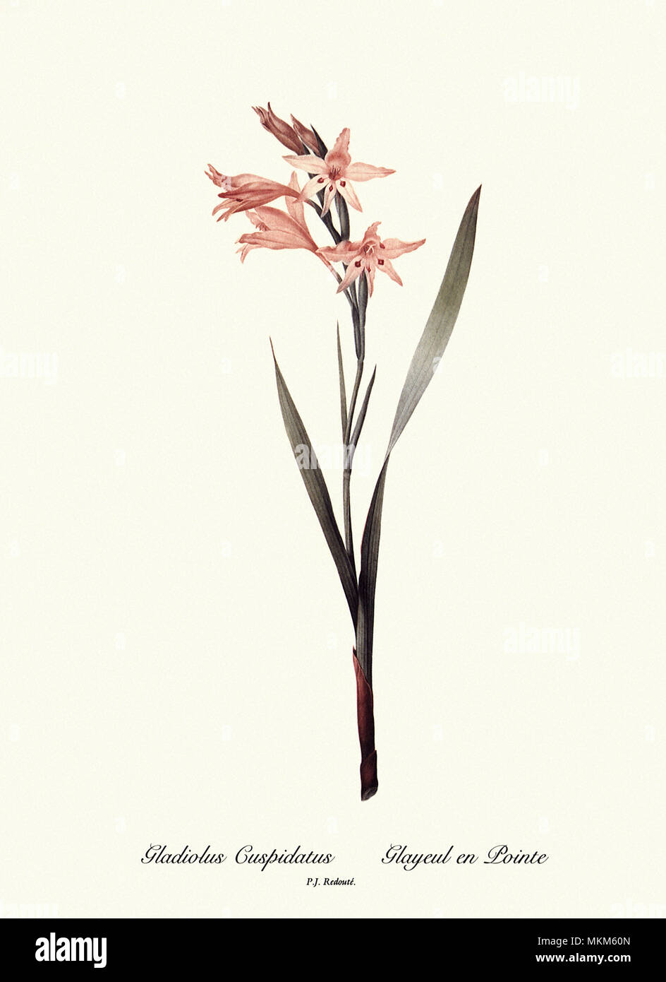 Gladiolus Cuspidatus, Glayeul en Pointe Stock Photo
