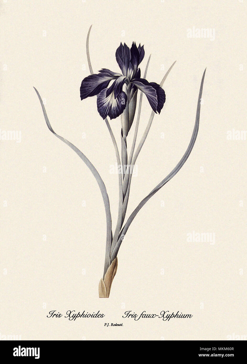 Fritillaria Persica, Fritillaire de Perse Stock Photo