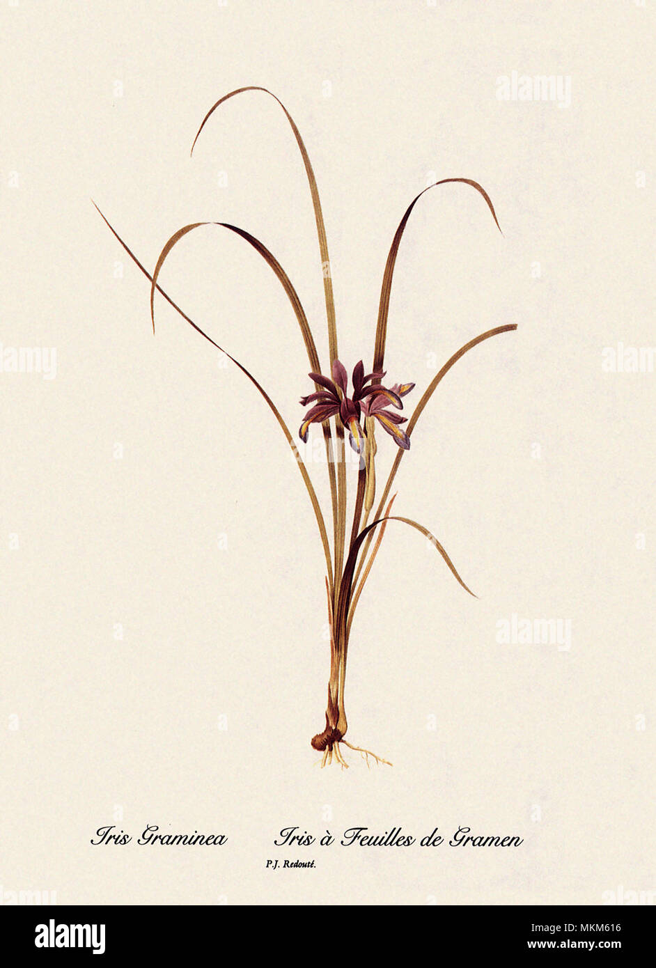 Iris Graminea, Iris à Feuilles de Gramen Stock Photo