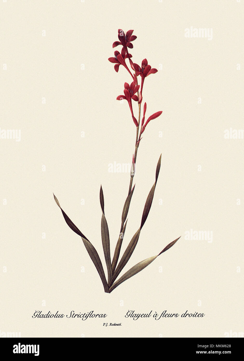 Gladiolus Strictifloras, Glayeul à fleurs droites Stock Photo