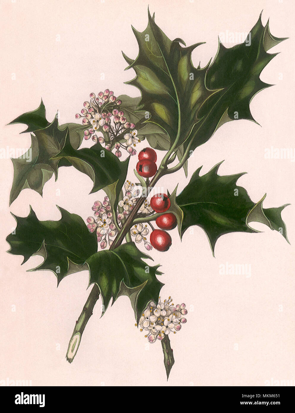 Holly and White Flowers Stock Photo Alamy