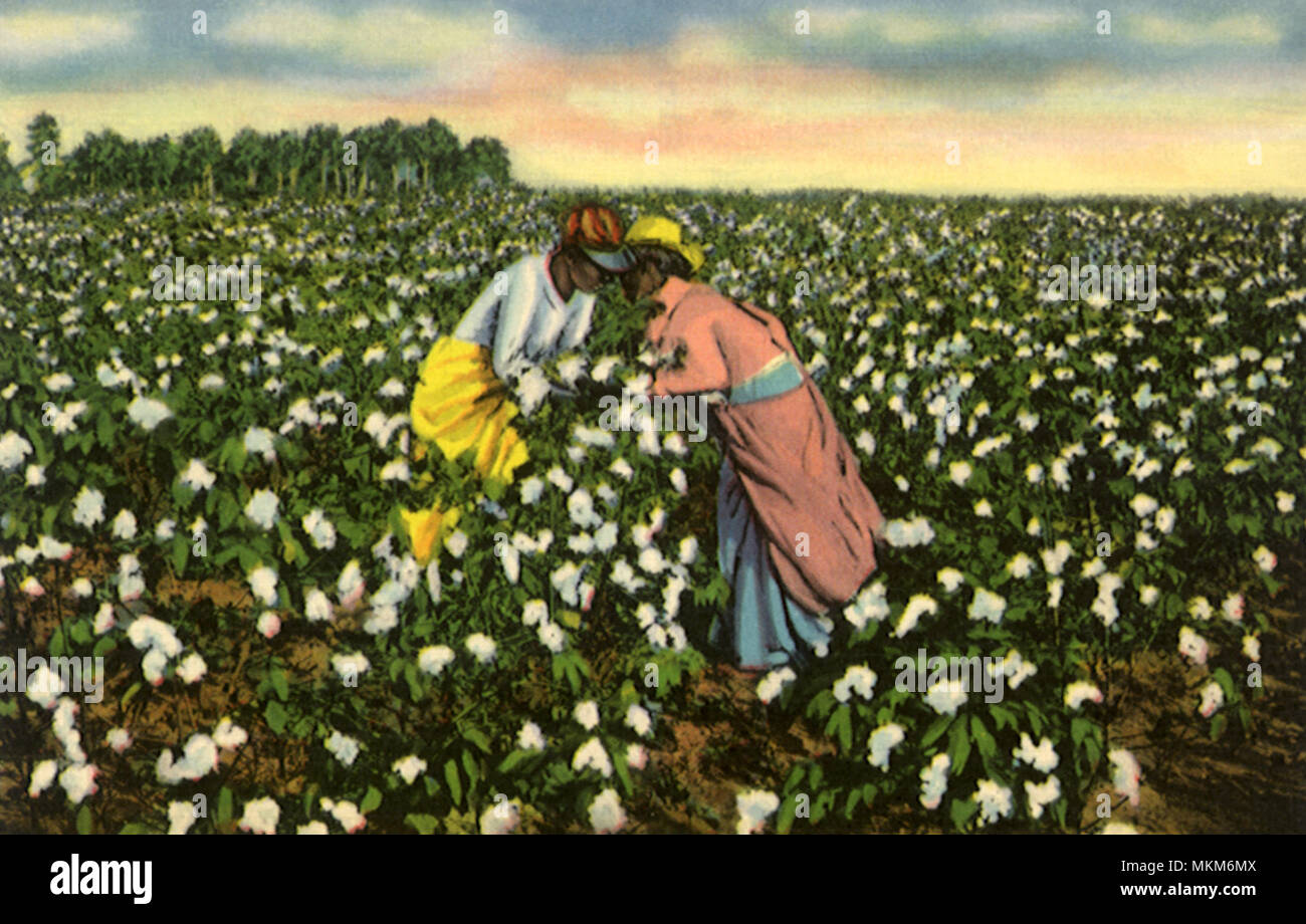 Picking cotton hires stock photography and images Alamy