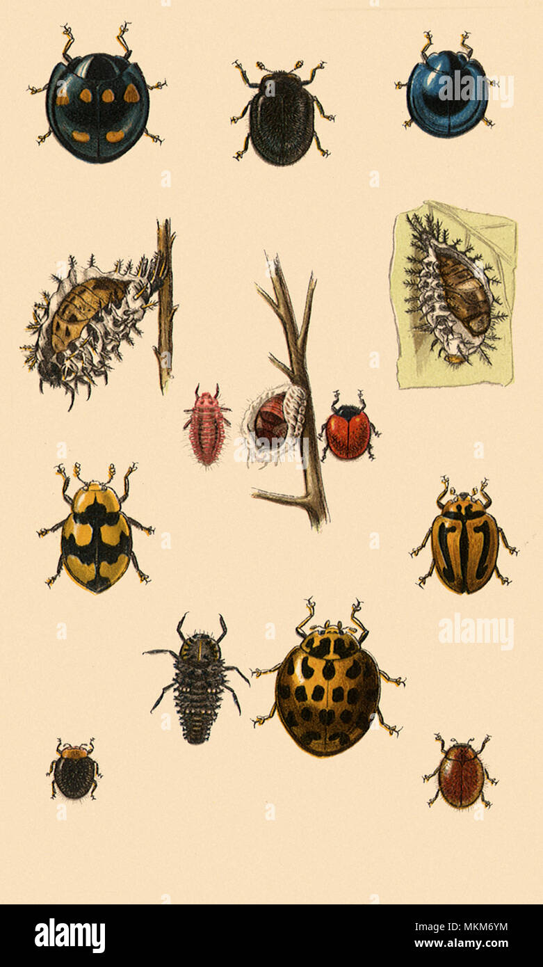 Australian Insects