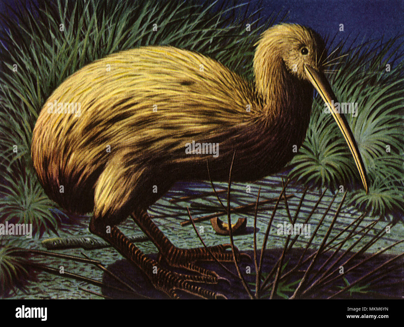 Kiwi bird nest hi-res stock photography and images - Alamy