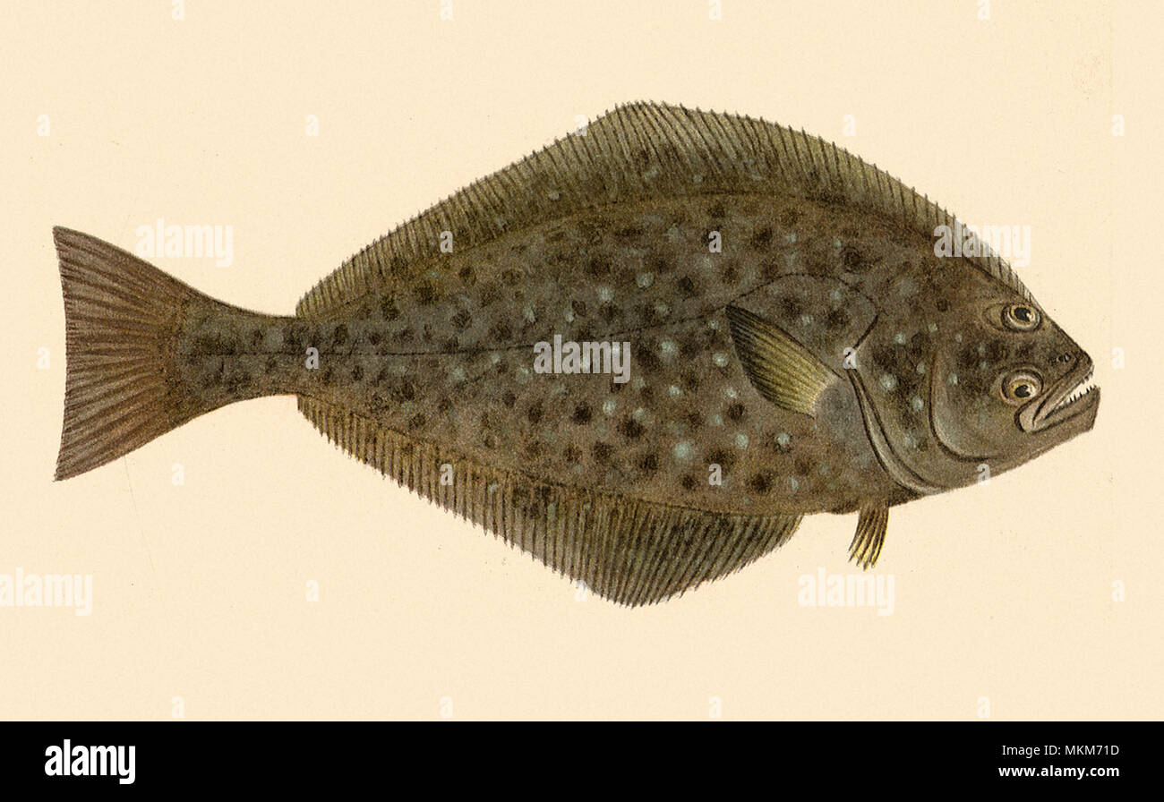 Halibut Stock Photo