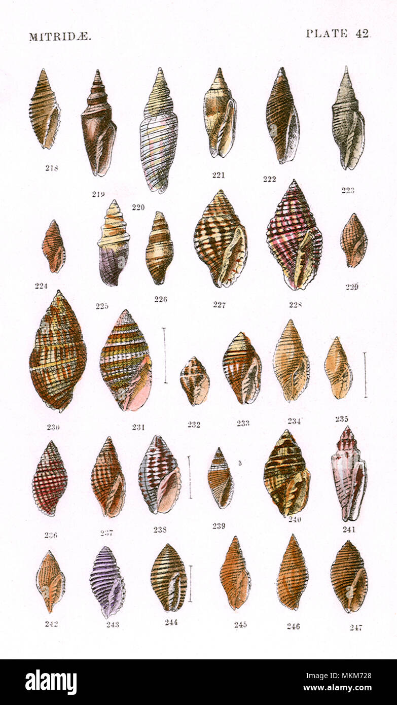 Mitridae Shells Stock Photo Alamy