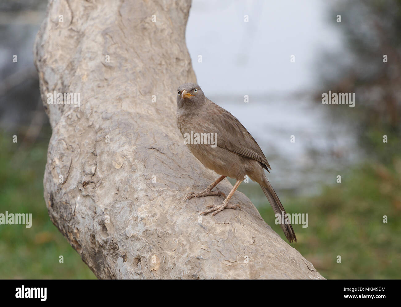 Jungle babbler on trunk of tree in Keoladeo National Park, India Stock Photo