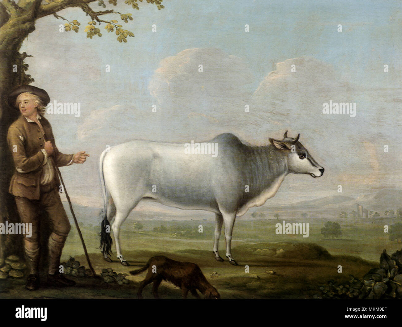 Herdsman and Brahma Cow Stock Photo