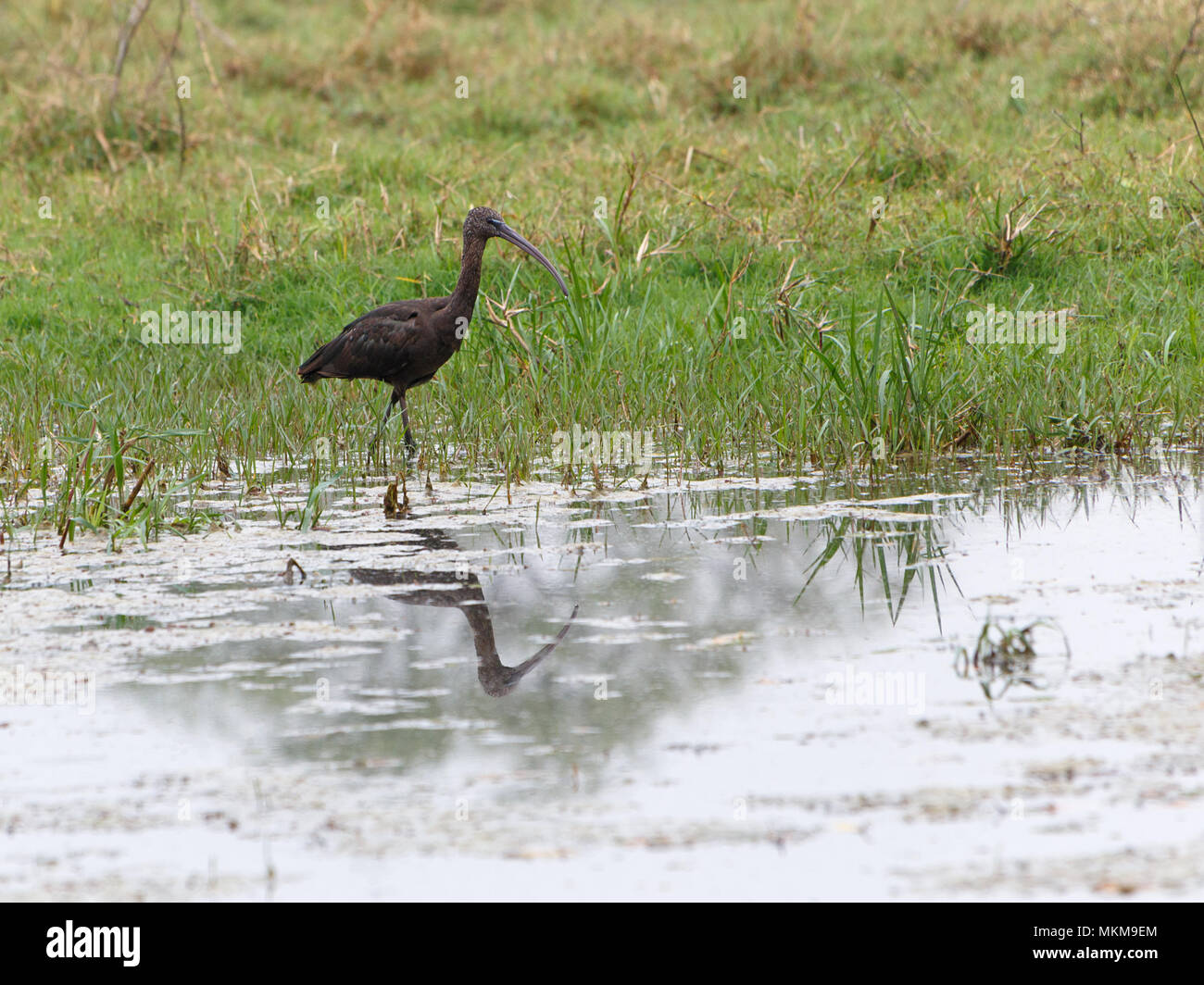 glossy ibis standing at lake in Keoladeo National Park, India Stock Photo