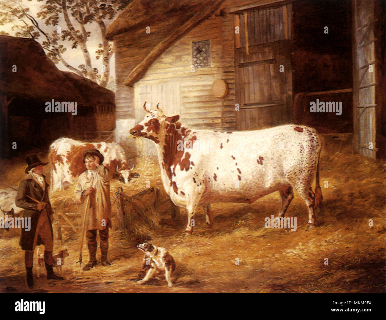 Holderness Cow Stock Photo Alamy