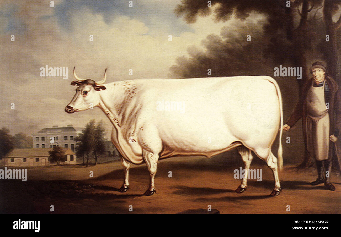 White Ox and Herdsman Stock Photo