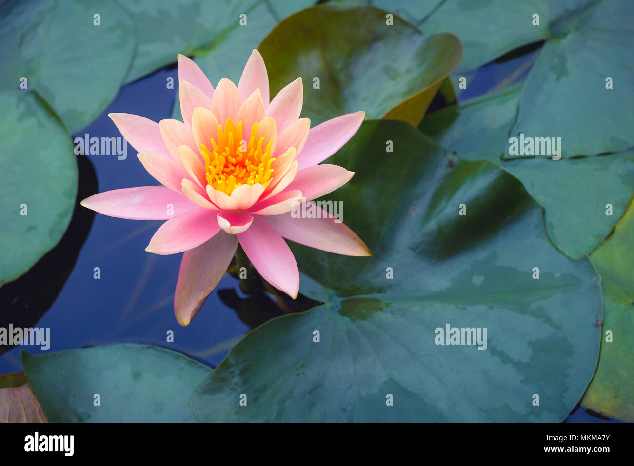 pink Lotus flower and Lotus flower plants Stock Photo Alamy