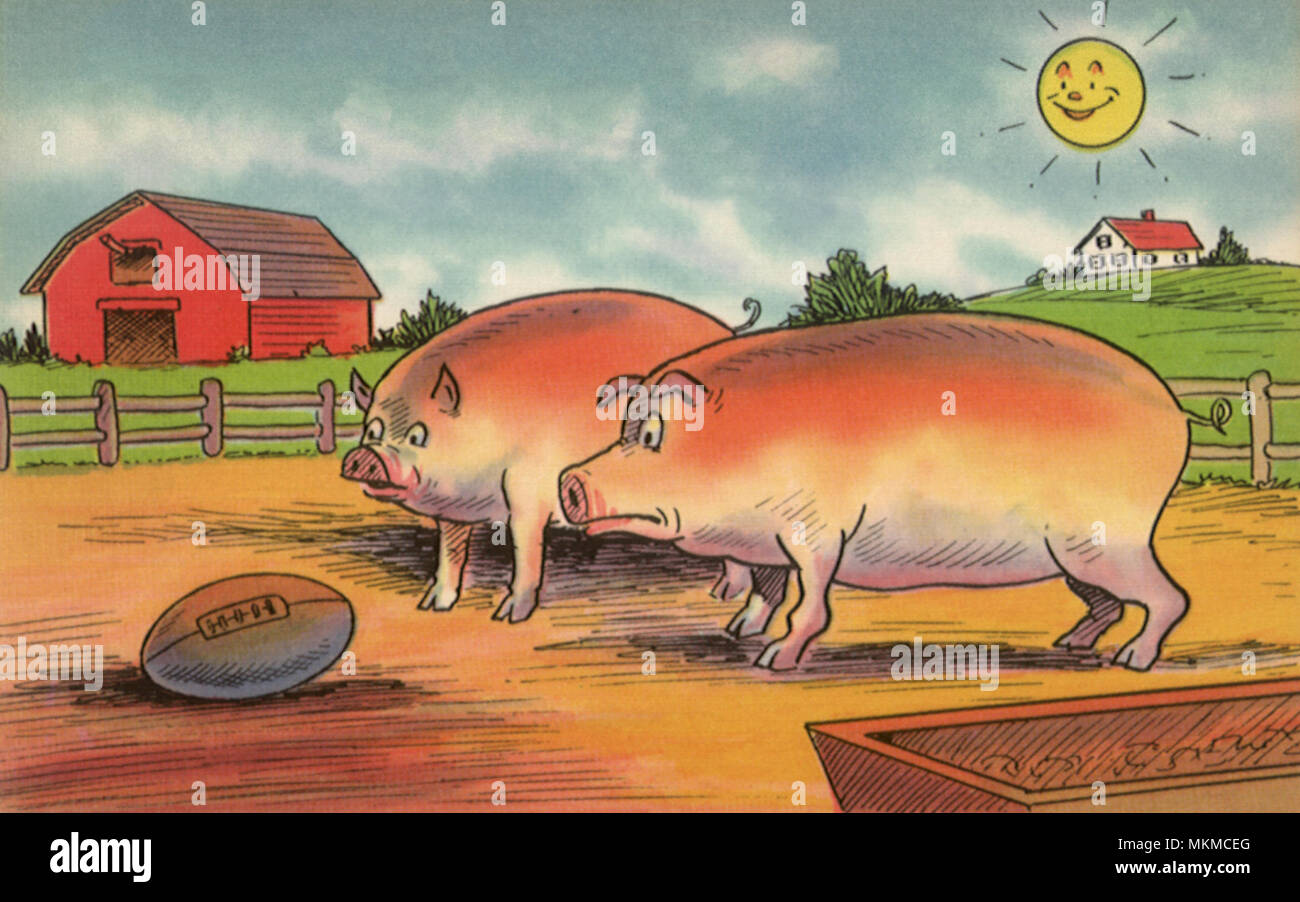 Pigs and Football Stock Photo