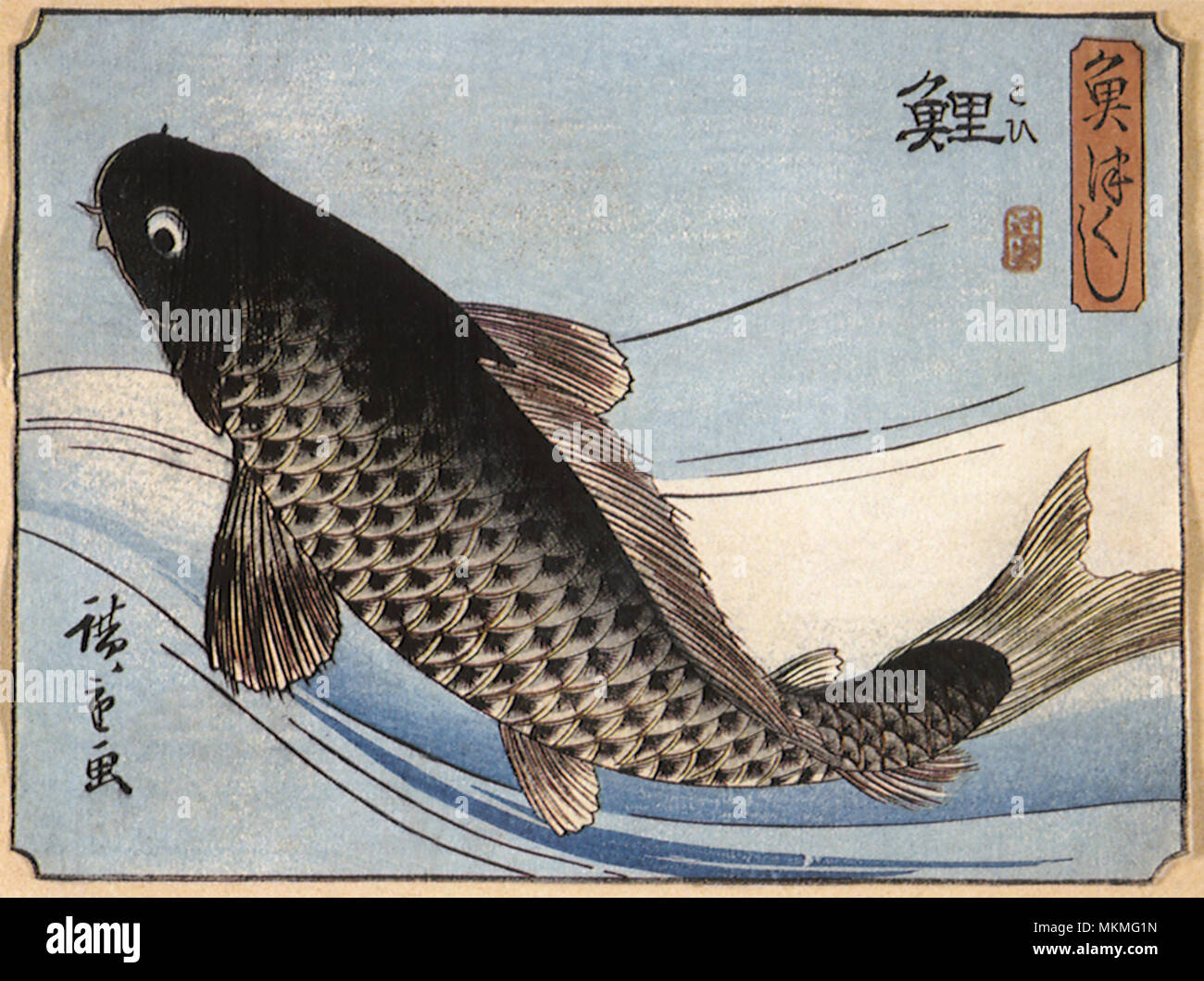 Koi (Japanese: literally 'brocaded carp'), are ornamental domesti...