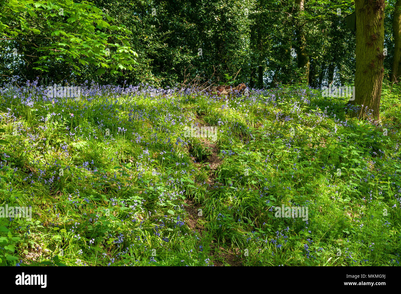 Woodland glade. Bluebells Stock Photo