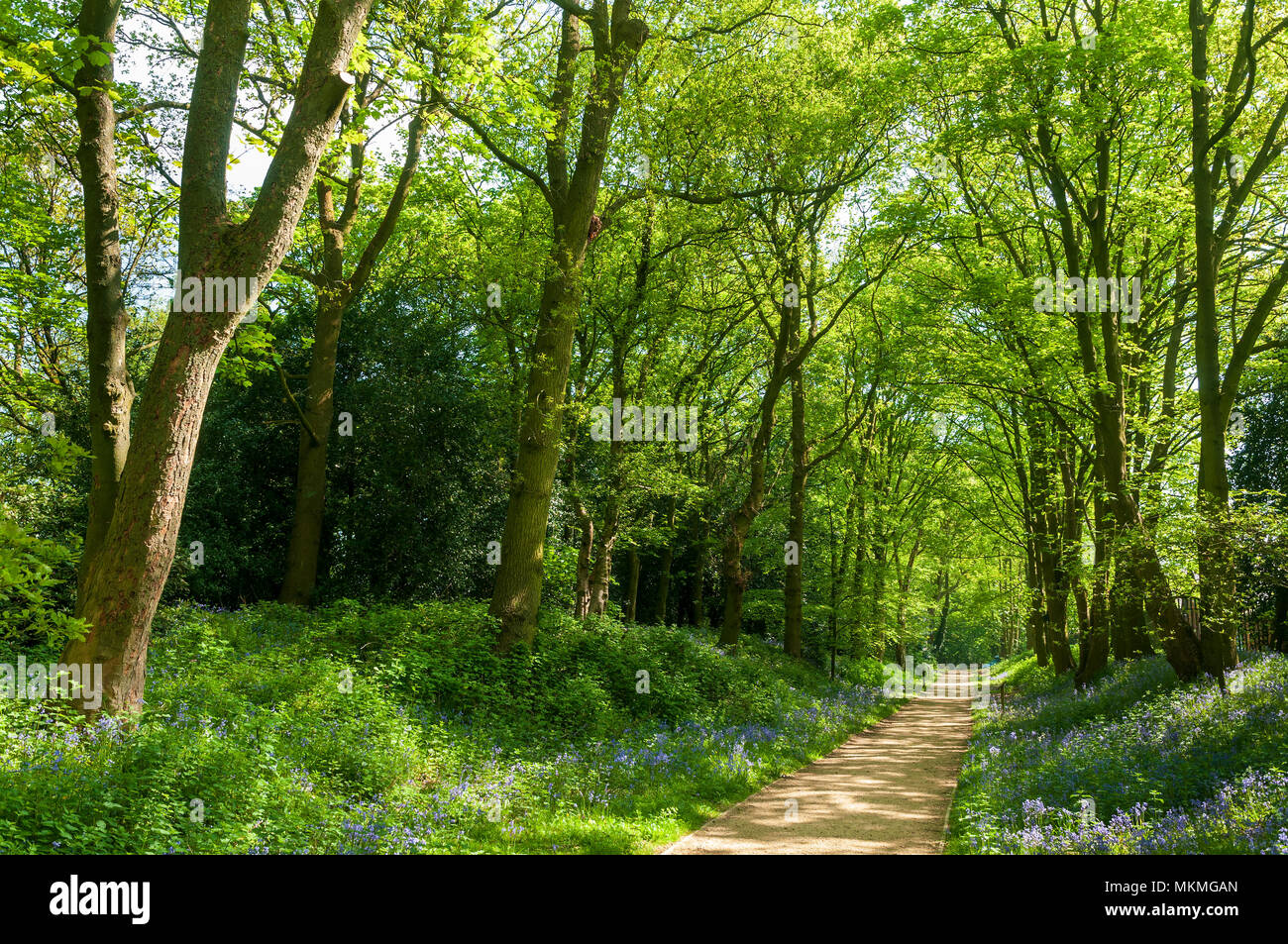 Woodland glade. Bluebells Stock Photo Alamy