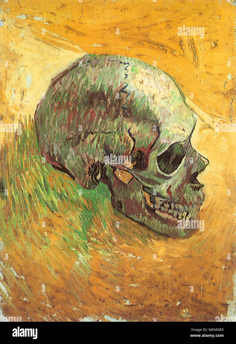 Skull in Profile Stock Photo