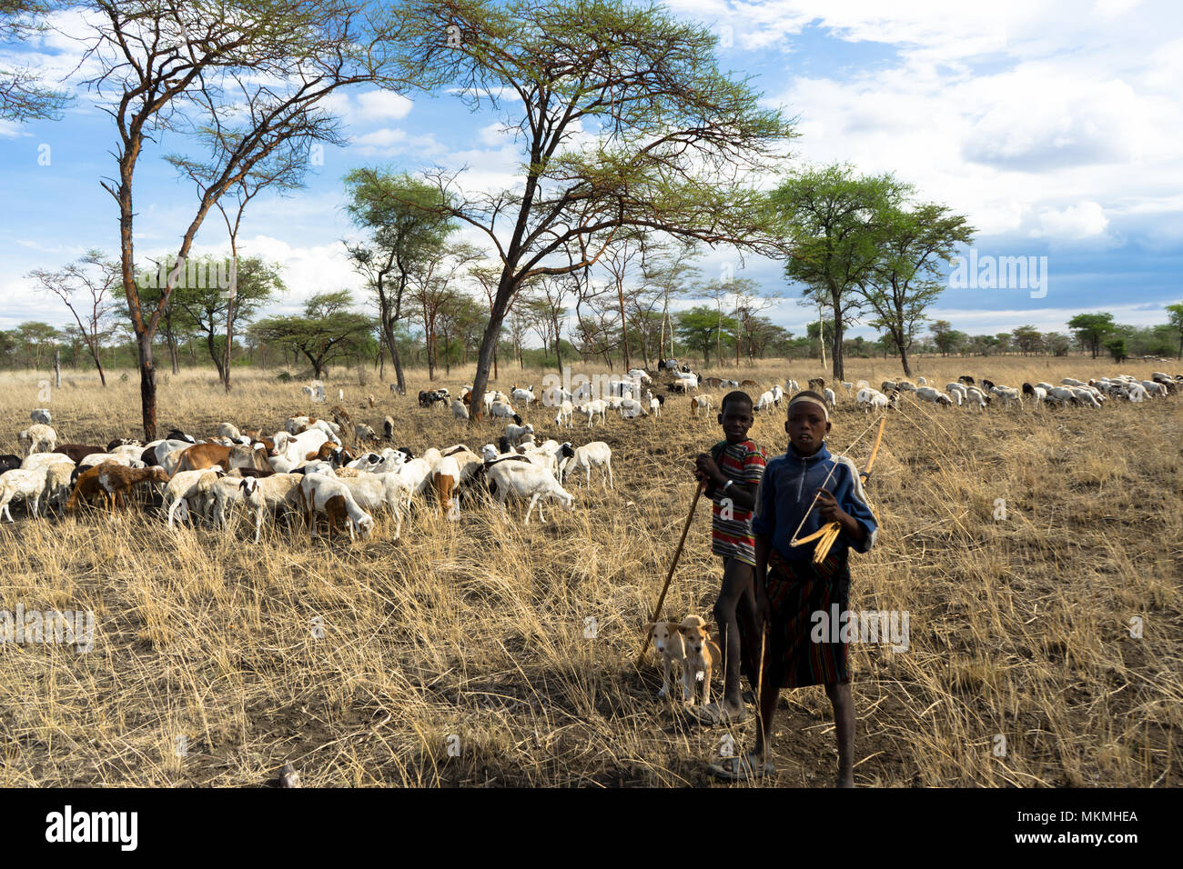Pastoralist boys and their dog herding sheep Stock Photo