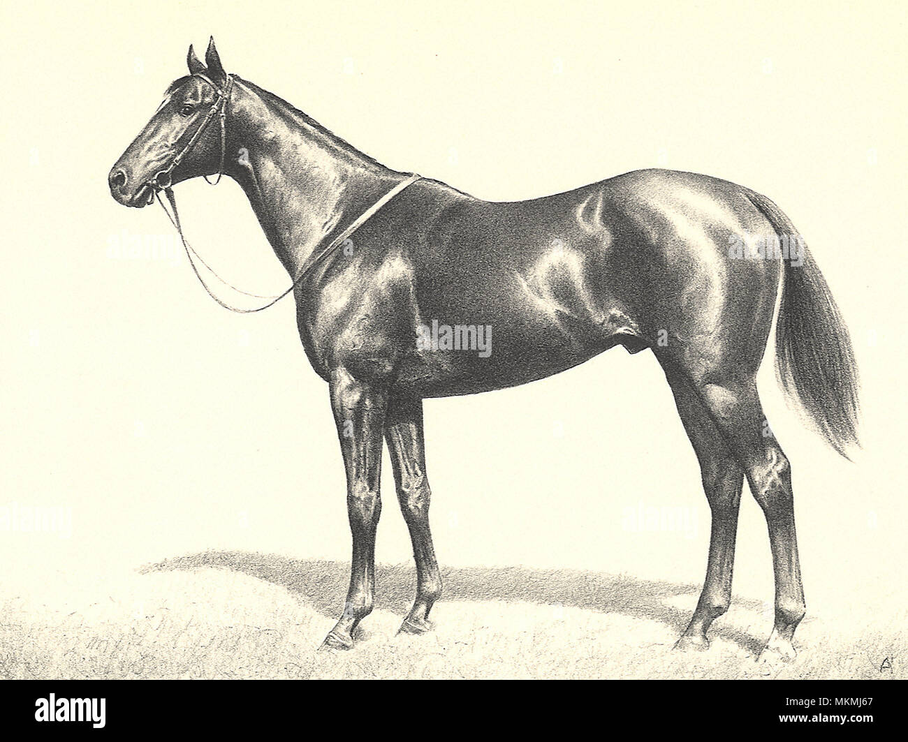 Sleek Horse with Bridle Stock Photo
