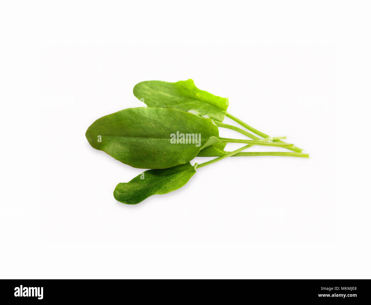 Fresh spinach isolated on white background Stock Photo - Alamy