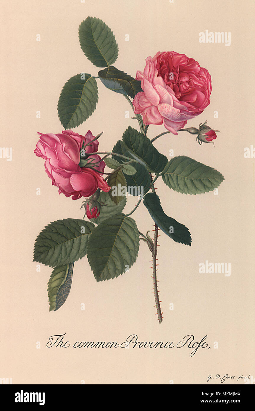 Common Provence Rose Stock Photo