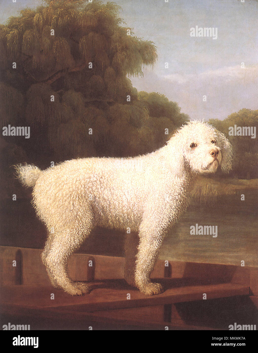White Poodle in Punt Stock Photo