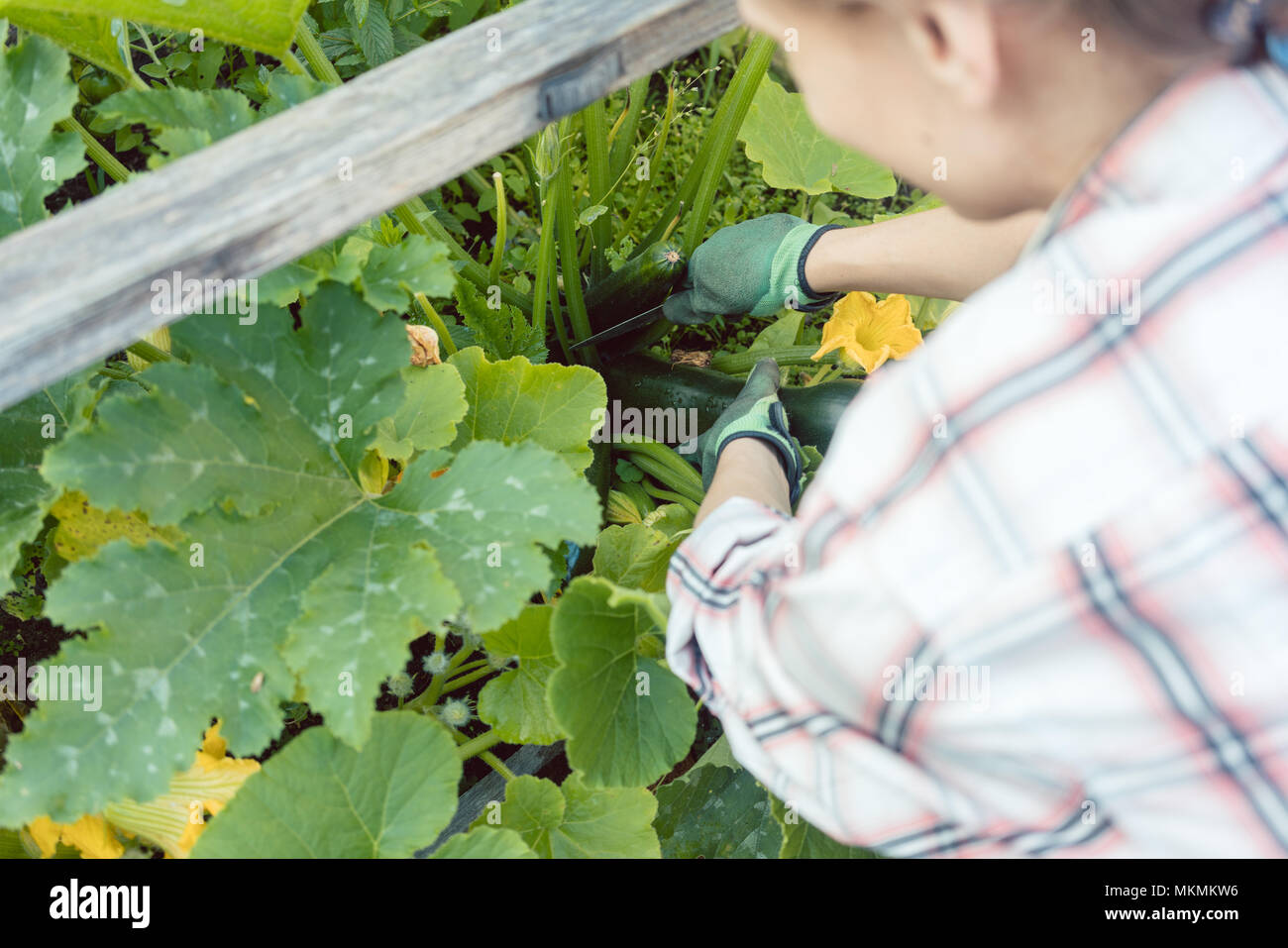 Woman in her garden harvesting cucumbers or courgette Stock Photo