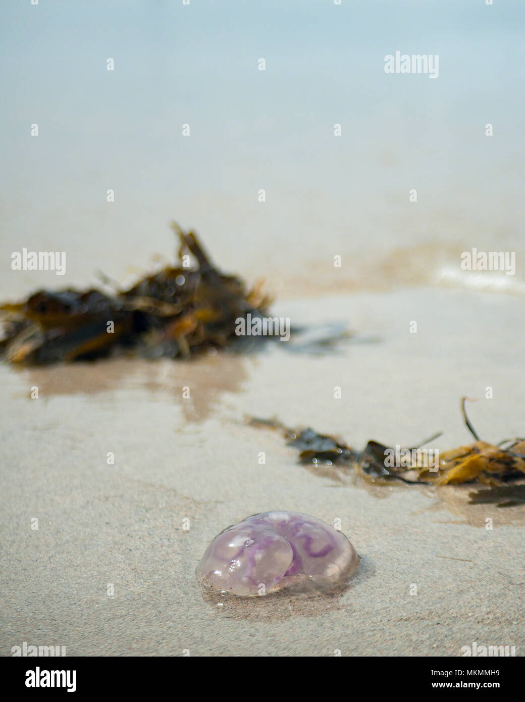 Horseshoe shapes hires stock photography and images Alamy