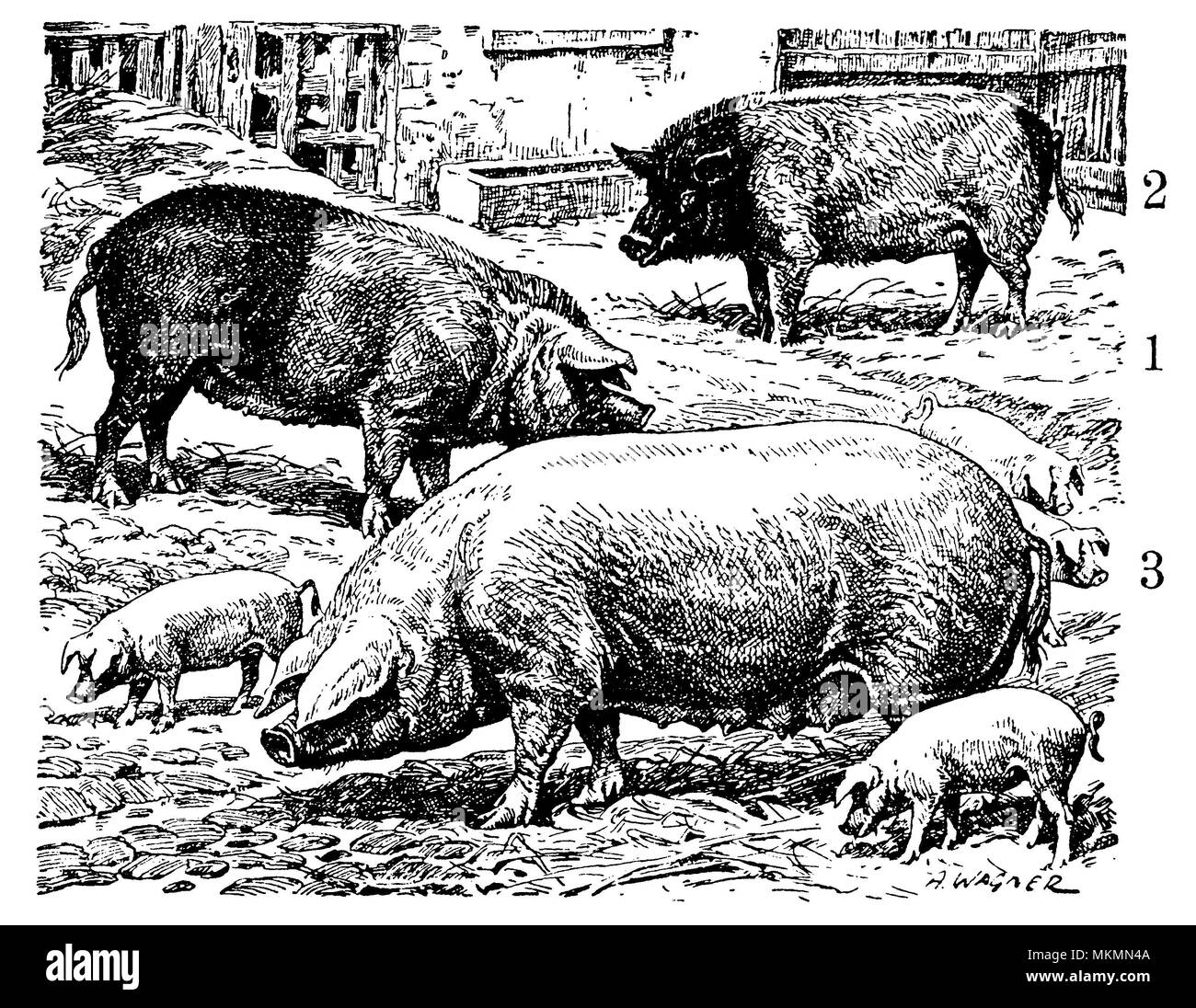 Domestic pig: pig breeds. 1 Bavarian Landschwein, 2 Hannoversches Landschwein, 3 German Veredeltes Landschwein, A[dolf] Wagner Stock Photo