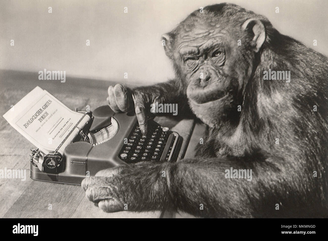 Monkey typing cartoon