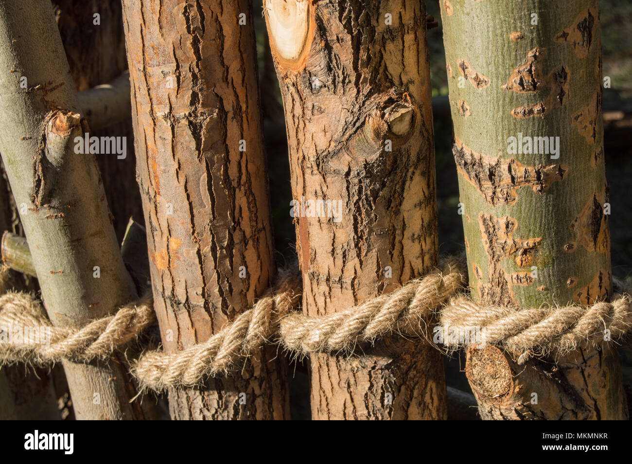 Rope tied in a knot around wooden poles, fence posts. Closeup Stock