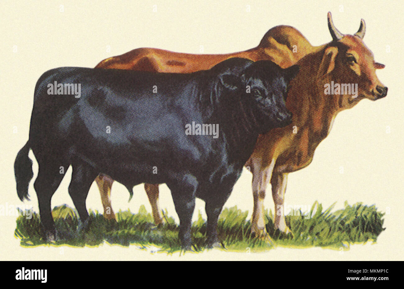 Two Breeds of Cattle Stock Photo