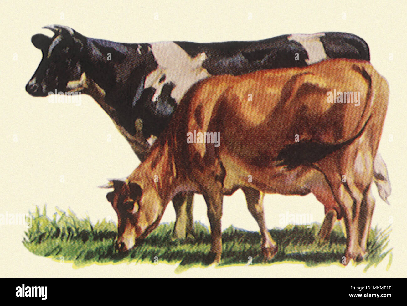 Aankondiging Archeoloog Mompelen Holstein jersey cow hi-res stock photography and images - Alamy