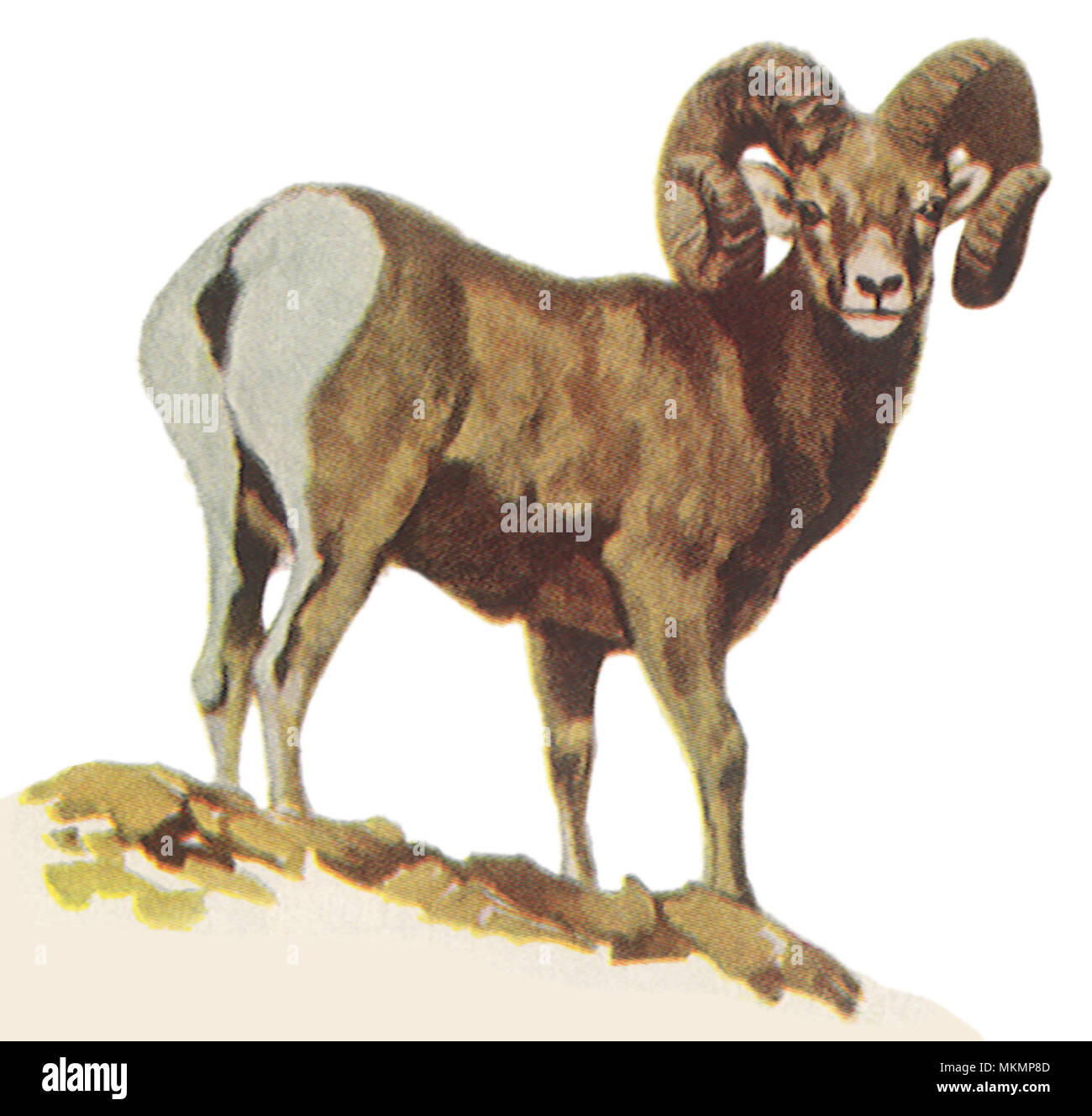 Rocky Mountain Sheep Stock Photo - Alamy