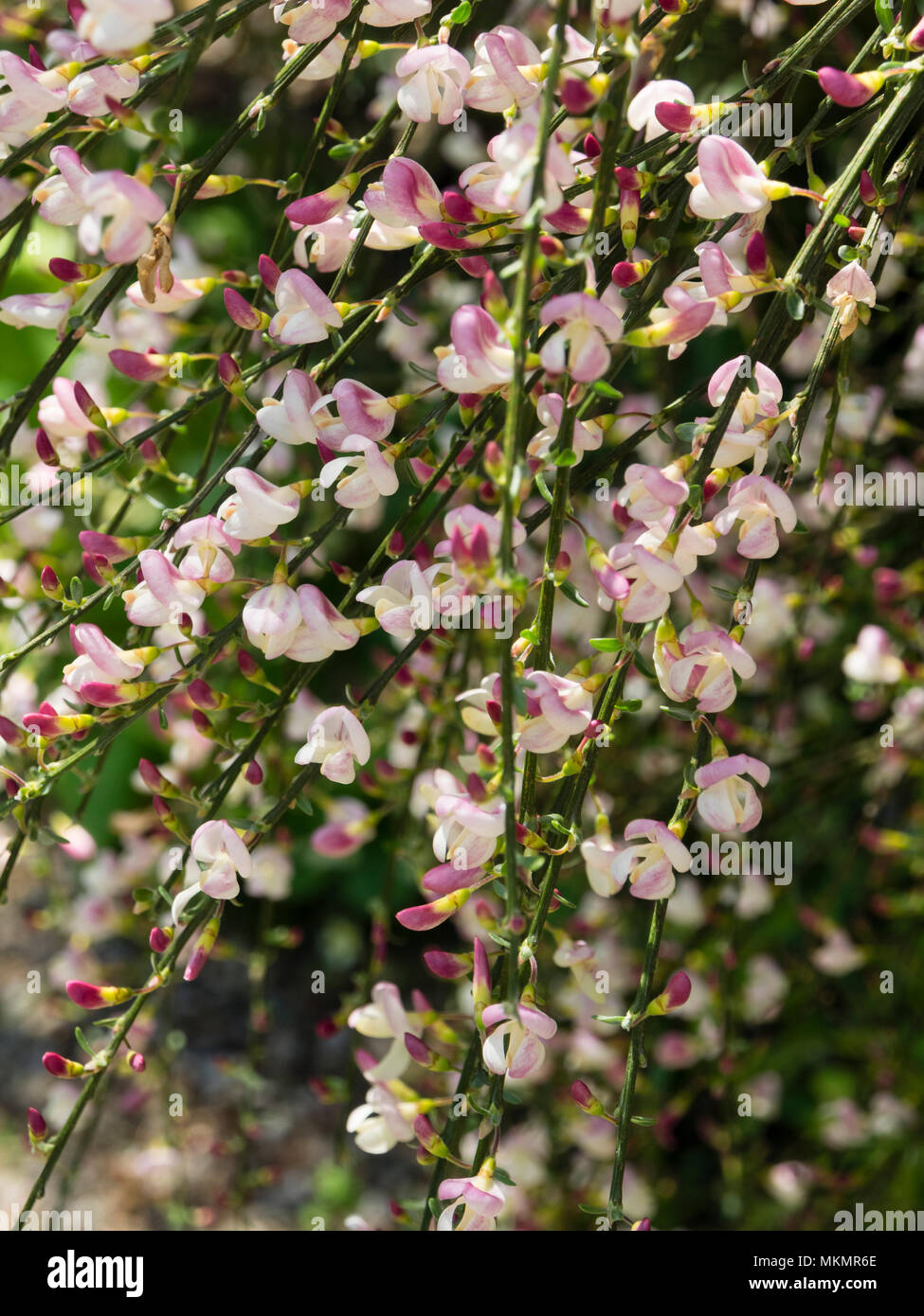 Pink and white flowers of the arching, twiggy common broom variety, Cytisus scoparius 'Moyclare Pink' Stock Photo