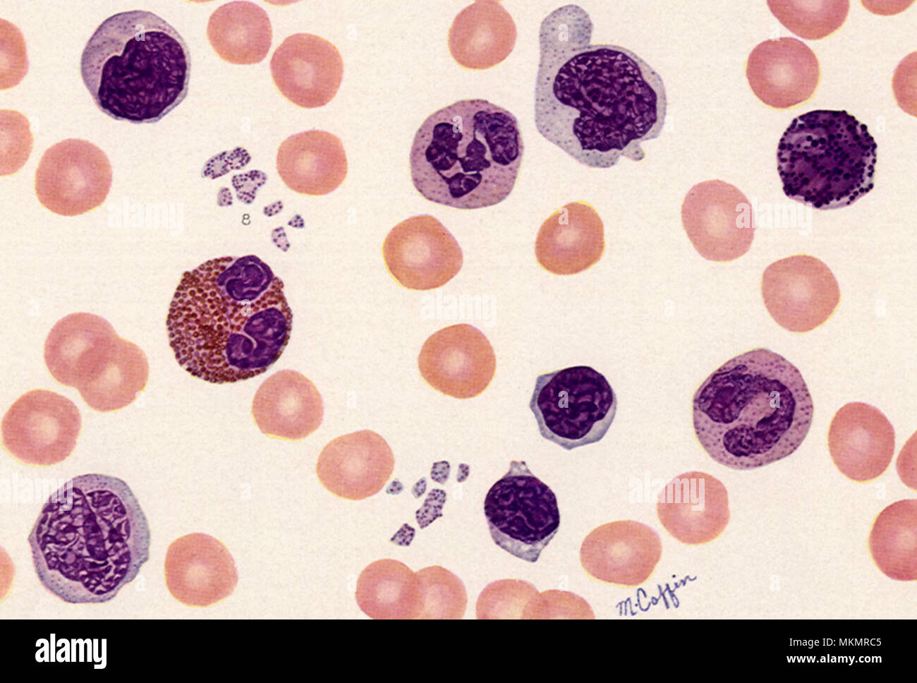 Blood Components Chart Blood Components Chart